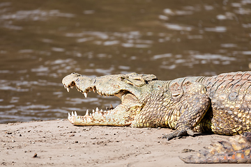 Image showing big nile crocodile, Awash Falls Ethiopia