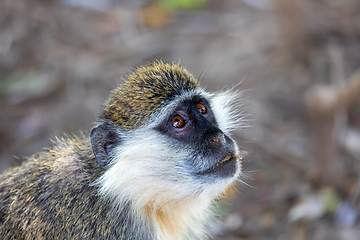 Image showing Vervet monkey in Awash, Ethiopia