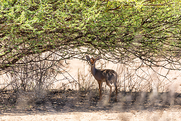 Image showing Dik-Dik antelope, Awash Ethiopia