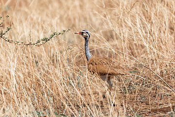 Image showing african bird white-bellied bustard, Ethiopia