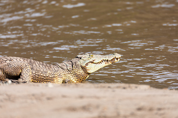Image showing big nile crocodile, Awash Falls Ethiopia
