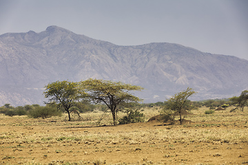 Image showing savanna in the Awash National Park, Ethiopia