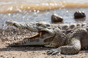 Image showing big nile crocodile, Awash Falls Ethiopia