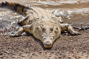 Image showing big nile crocodile, Awash Falls Ethiopia