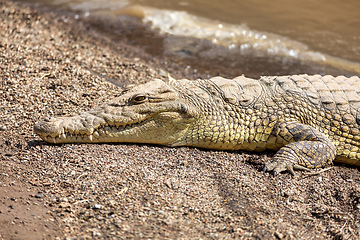 Image showing big nile crocodile, Awash Falls Ethiopia