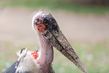 Image showing The marabou stork Ethiopia Africa wildlife