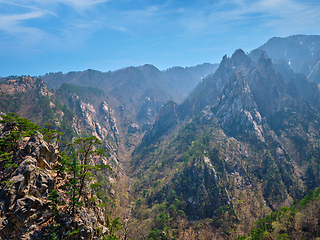 Image showing Pine tree and rock cliff , Seoraksan National Park, South Korea