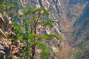 Image showing Pine tree and rock cliff , Seoraksan National Park, South Korea