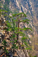 Image showing Pine tree and rock cliff , Seoraksan National Park, South Korea