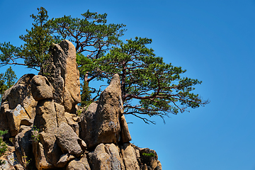 Image showing Pine tree and rock cliff , Seoraksan National Park, South Korea