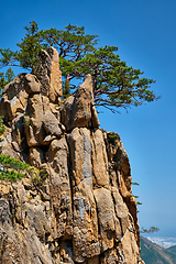 Image showing Pine tree and rock cliff , Seoraksan National Park, South Korea