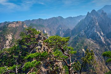 Image showing Pine tree and rock cliff , Seoraksan National Park, South Korea