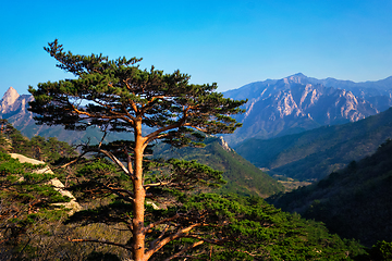 Image showing Tree in Seoraksan National Park, South Korea