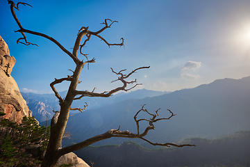 Image showing Tree in Seoraksan National Park, South Korea