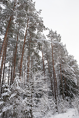 Image showing Trees under the snow