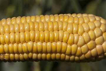 Image showing The ear of corn corn