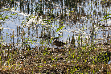 Image showing swamp duck