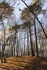 Image showing Tourism walk tourism autumn forest