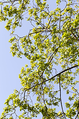 Image showing Spring tree air