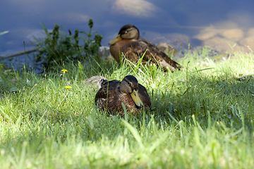 Image showing Duck young autumn