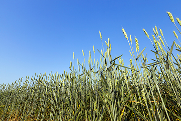 Image showing immature green grass