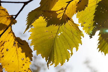 Image showing the yellowed foliage