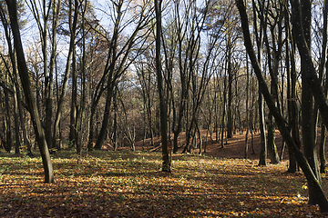 Image showing young autumn forest