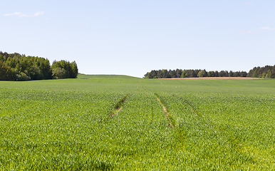 Image showing Wheatfield Hope