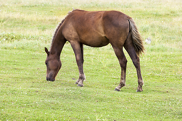 Image showing horse horse pastures summer