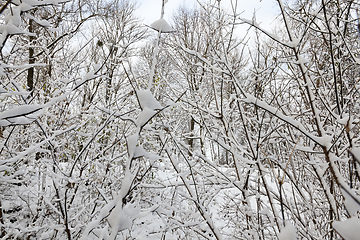 Image showing snow covered trees