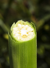 Image showing cut corncob slice