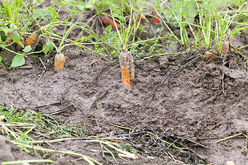 Image showing Ripe orange carrot