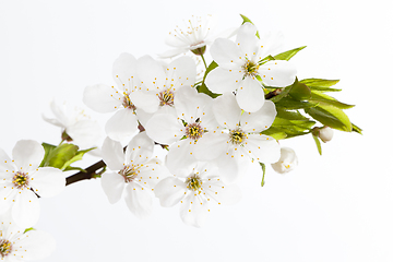 Image showing white cherry flowers