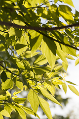 Image showing transparent maple closeup