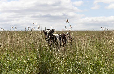 Image showing Pasture cow field calf