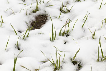 Image showing Snow drifts in winter