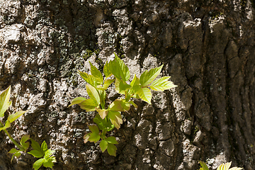 Image showing Tree trunk leaf sprout