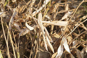 Image showing Empty straw reaping