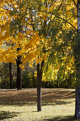 Image showing Blooming autumn forest