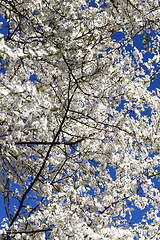Image showing Cherry Blossoms