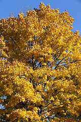 Image showing Blooming autumn maple