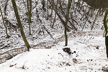 Image showing Tree branches in the snow