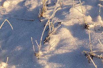 Image showing plant in frost