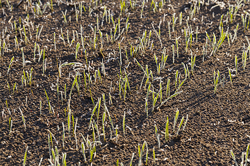 Image showing new crop of wheat