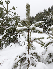 Image showing Pines in the frost