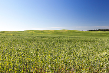 Image showing Field with cereal