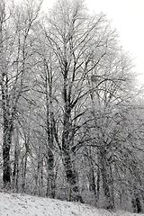 Image showing Frost in the trees