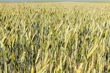 Image showing wheat farming field