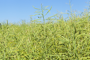 Image showing field with cereals