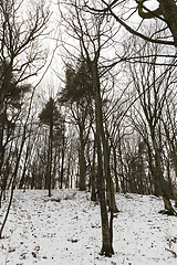 Image showing bare trees in winter park